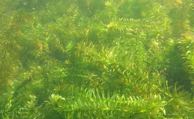 EGERIA DENSA - PLANTE AQUATIQUE - 