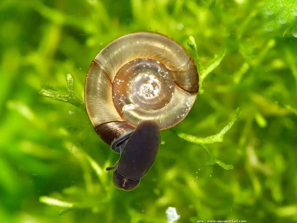 PLANORBE BRUNES - ESCARGOT D'AQUARIUM