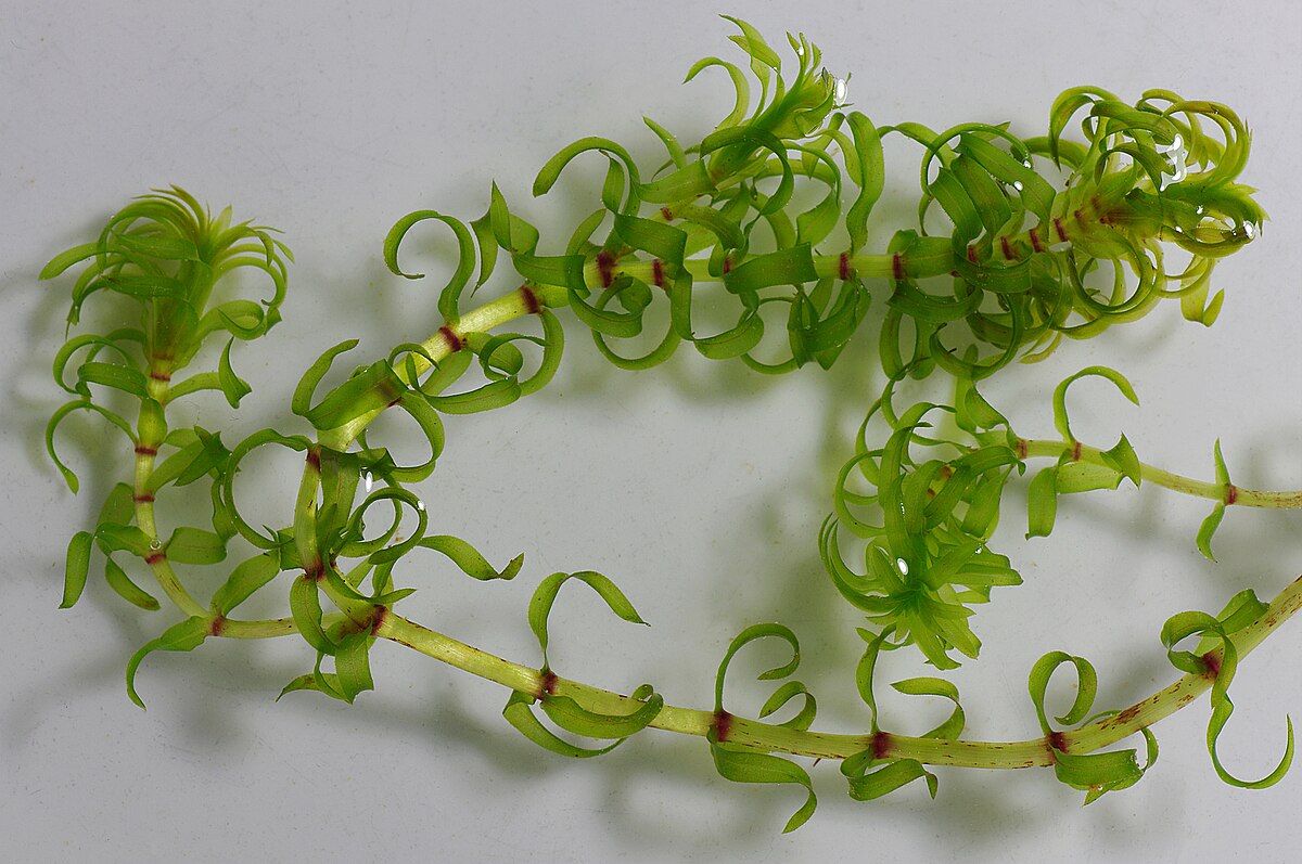 EGERIA DENSA - PLANTE AQUATIQUE - 