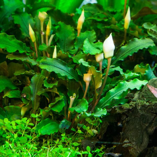 BUCEPHALANDRA PYGMEA "BUKIT KELAM" - PLANTE AQUATIQUE