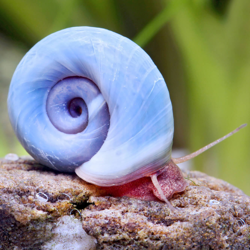 PLANORBE ROSE/BRUN/BLEU/LĂOPARD - ESCARGOT D'AQUARIUM