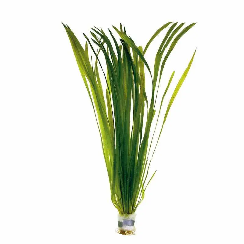 VALLISNERIA AUSTRALIS "GIGANTEA" - PLANTE AQUATIQUE