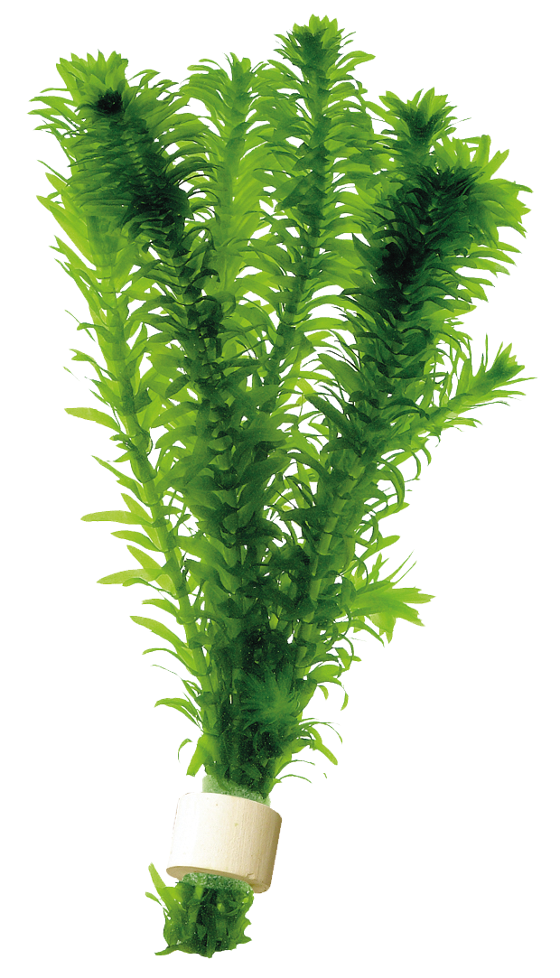 EGERIA DENSA - PLANTE AQUATIQUE -