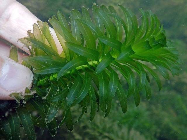 EGERIA DENSA - PLANTE AQUATIQUE - 