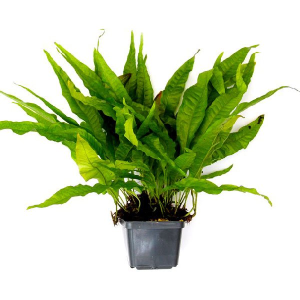 MICROSORUM PTEROPUS - PLANTE AQUATIQUE