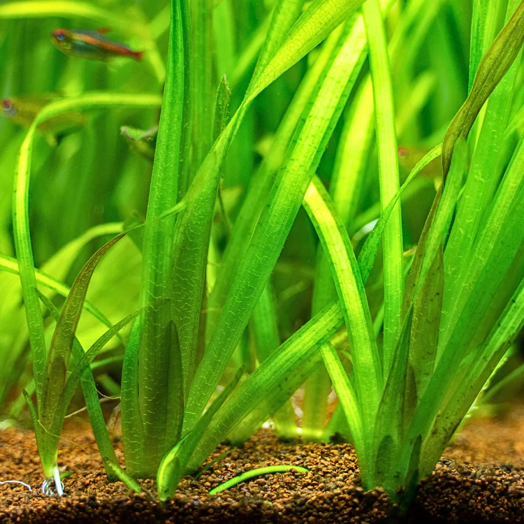 VALLISNERIA AUSTRALIS "GIGANTEA" - PLANTE AQUATIQUE