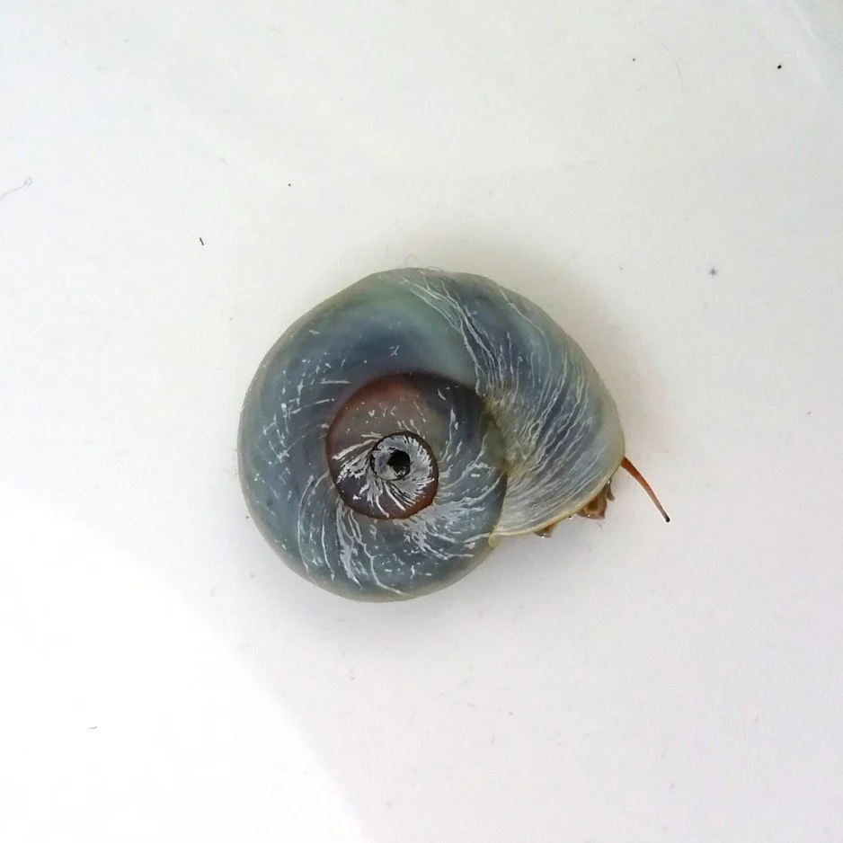 PLANORBE ROSE/BRUN/BLEU/LÉOPARD - ESCARGOT D'AQUARIUM