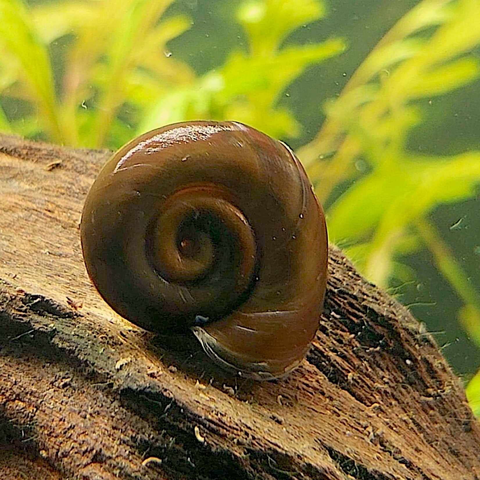 PLANORBE ROSE/BRUN/BLEU/LÉOPARD - ESCARGOT D'AQUARIUM