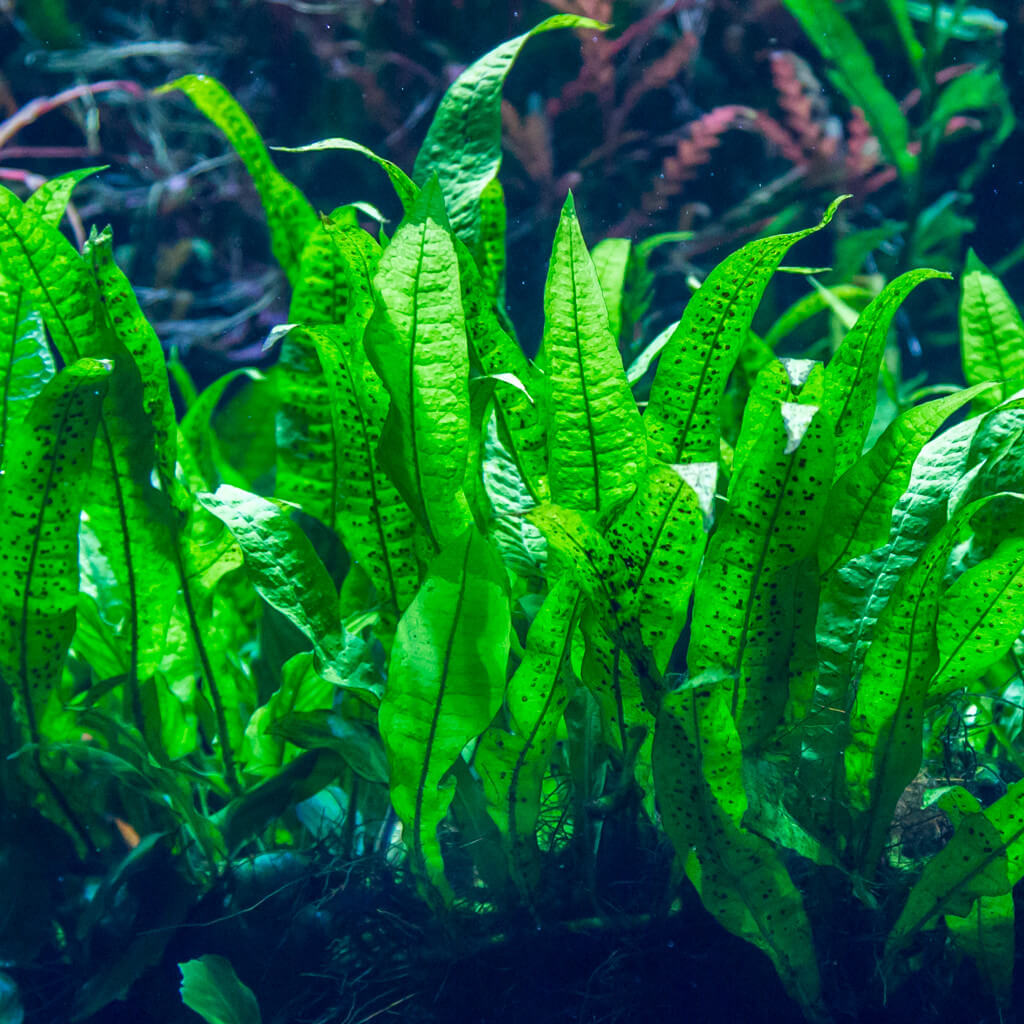 MICROSORUM PTEROPUS - PLANTE AQUATIQUE