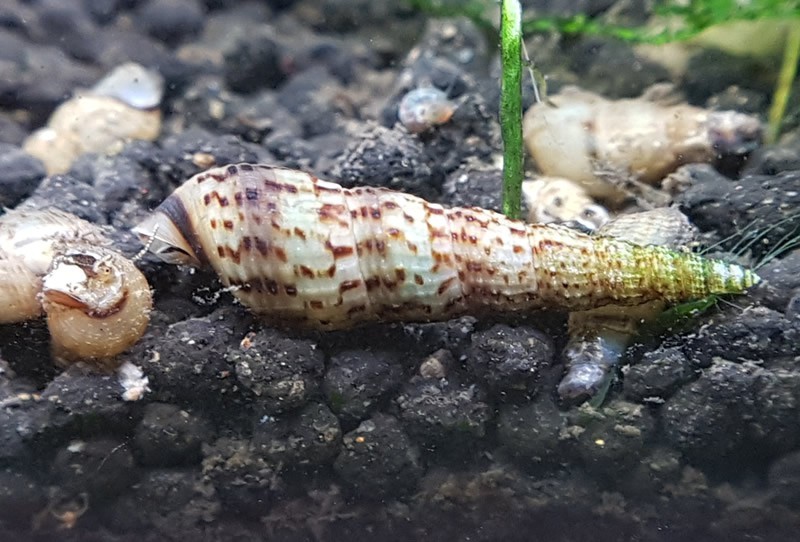 MÉLANOÏDE TUBERCULATA - ESCARGOT D'AQUARIUM 