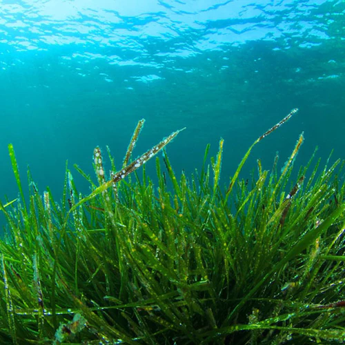 SPIRULINE EN POUDRE OU EN COMPRIMÉS