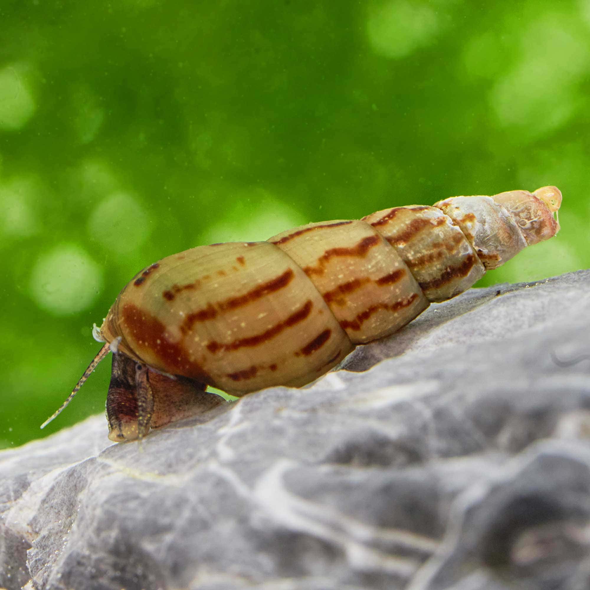 MÉLANOÏDE TUBERCULATA - ESCARGOT D'AQUARIUM