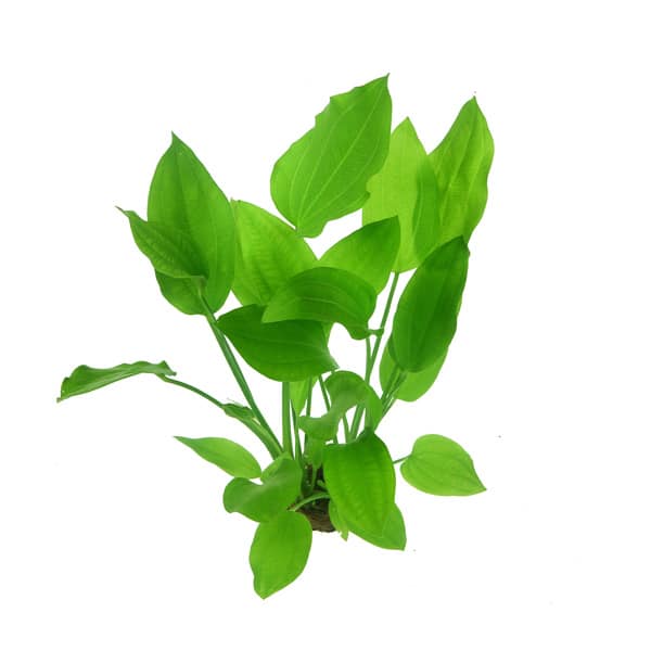 ECHINODORUS ARGENTINENSIS - PLANTE AQUATIQUE