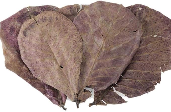 FEUILLES DE CATAPPA - Feuilles Naturelles - nourriture - coloration de l'eau - désinfectant naturel - acidifiant l'eau