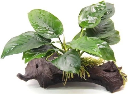 ANUBIAS BARTERIE - PLANTE SEMI-AQUATIQUE - Résistante, solide, s'accroche sur support