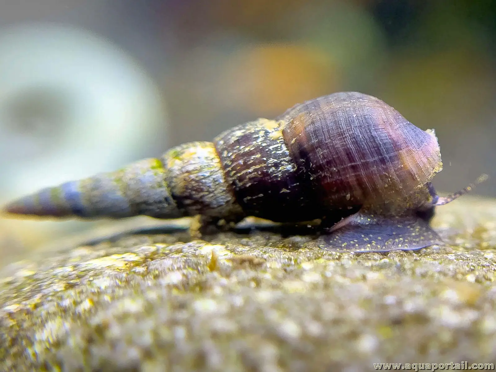 MÉLANOÏDE TUBERCULATA - ESCARGOT D'AQUARIUM 