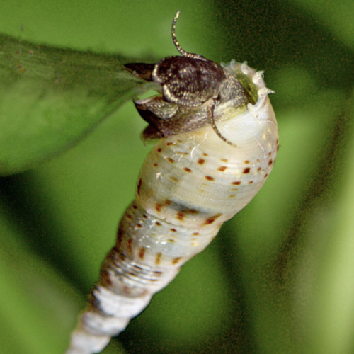 MÉLANOÏDE TUBERCULATA - ESCARGOT D'AQUARIUM 