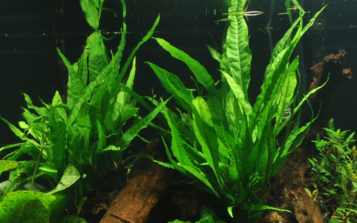 MICROSORUM PTEROPUS - PLANTE AQUATIQUE