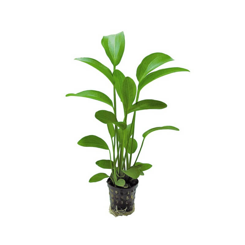 ECHINODORUS ARGENTINENSIS - PLANTE AQUATIQUE