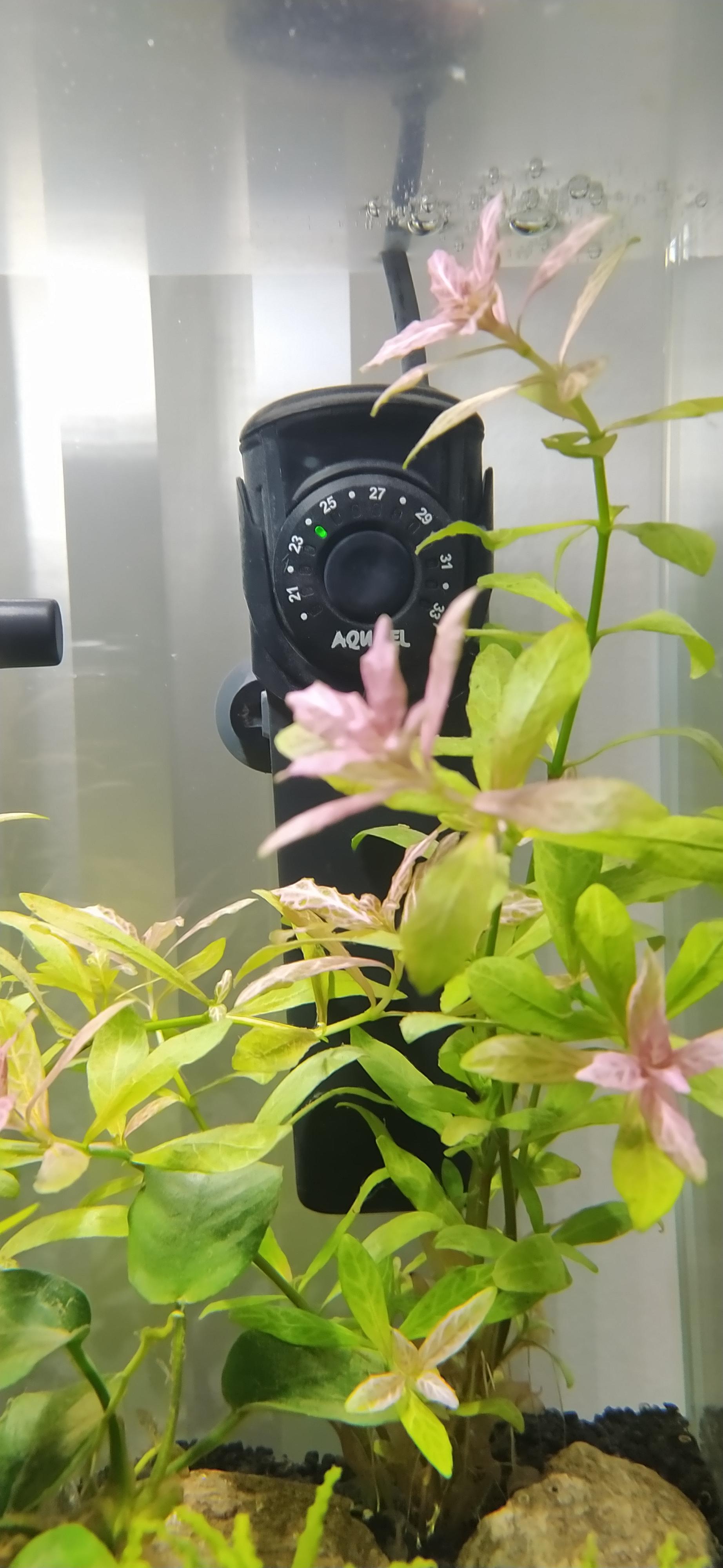 AQUAEL Chauffage 25W thermomètre-thermostat pour aquarium 10-25L 