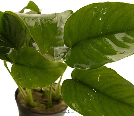 ANUBIAS BARTERIE - PLANTE SEMI-AQUATIQUE - Résistante, solide, s'accroche sur support