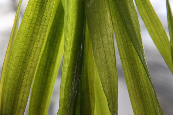 VALLISNERIA AUSTRALIS "GIGANTEA" - PLANTE AQUATIQUE