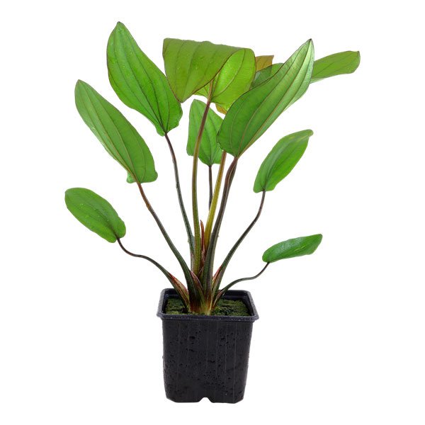 ECHINODORUS ARGENTINENSIS - PLANTE AQUATIQUE
