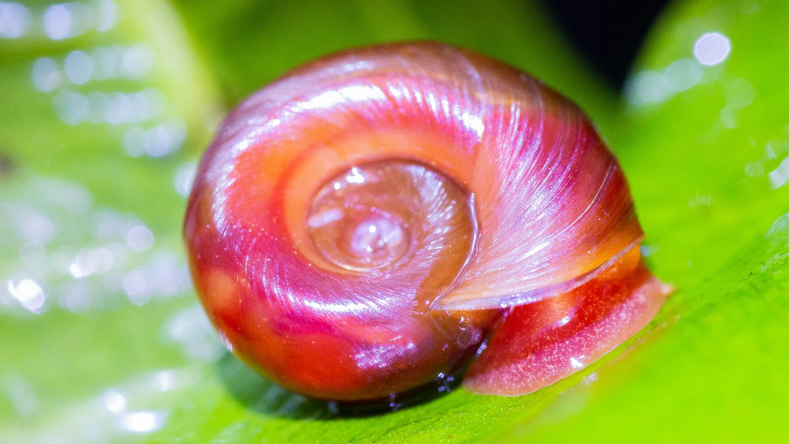 PLANORBE ROSE/BRUN/BLEU/LÉOPARD - ESCARGOT D'AQUARIUM