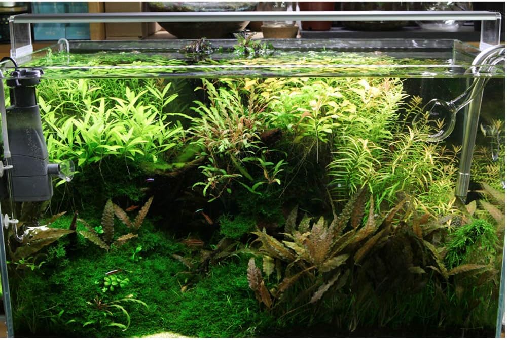 CHIHIROS Éclairage d’aquarium LED série A avec variateur d’intensité