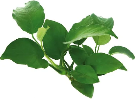 ANUBIAS BARTERIE - PLANTE SEMI-AQUATIQUE - Résistante, solide, s'accroche sur support