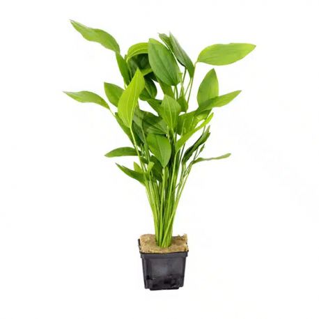 ECHINODORUS ARGENTINENSIS - PLANTE AQUATIQUE