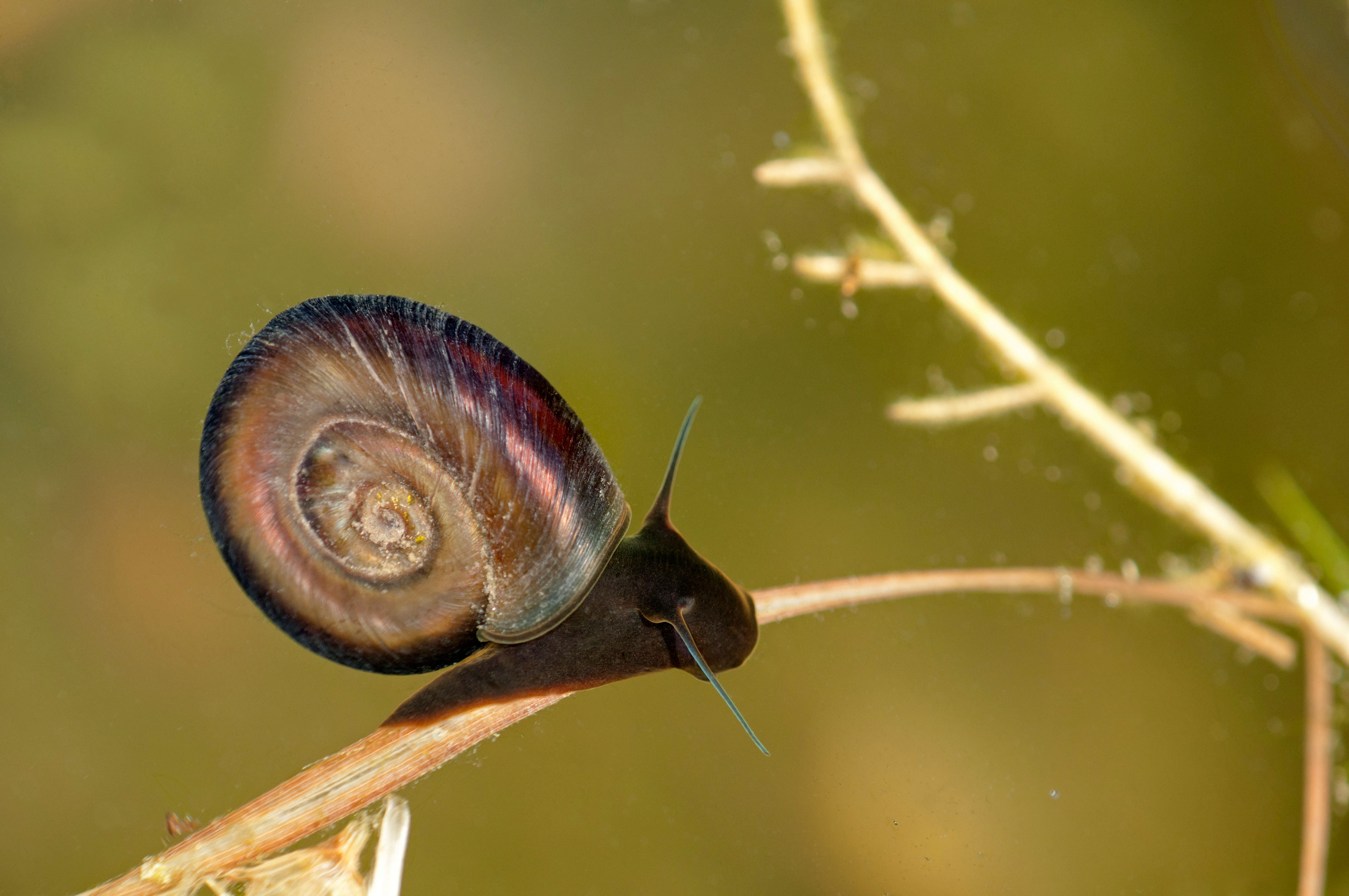 PLANORBE BRUNES - ESCARGOT D'AQUARIUM