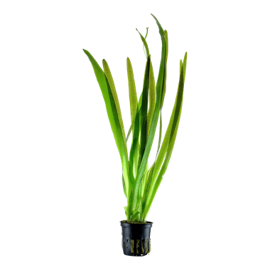 VALLISNERIA AUSTRALIS "GIGANTEA" - PLANTE AQUATIQUE