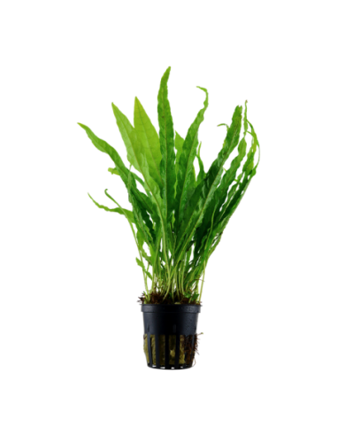 MICROSORUM PTEROPUS - PLANTE AQUATIQUE