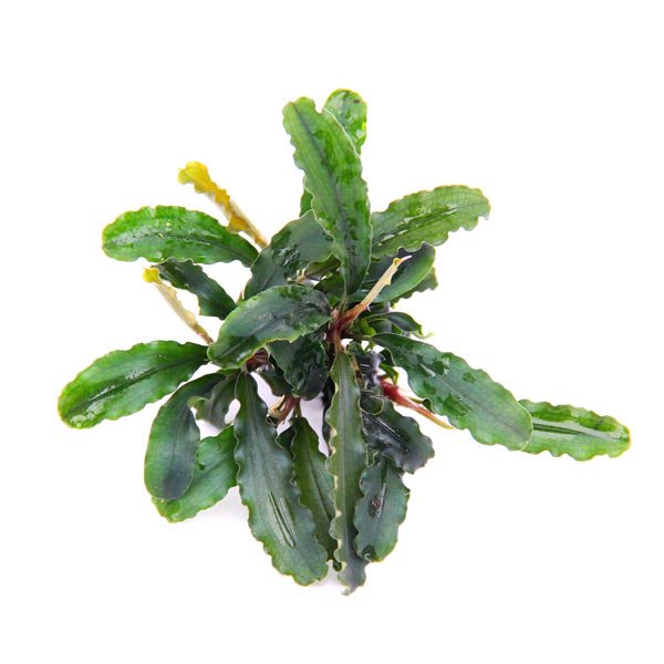 BUCEPHALANDRA PYGMEA "BUKIT KELAM" - PLANTE AQUATIQUE