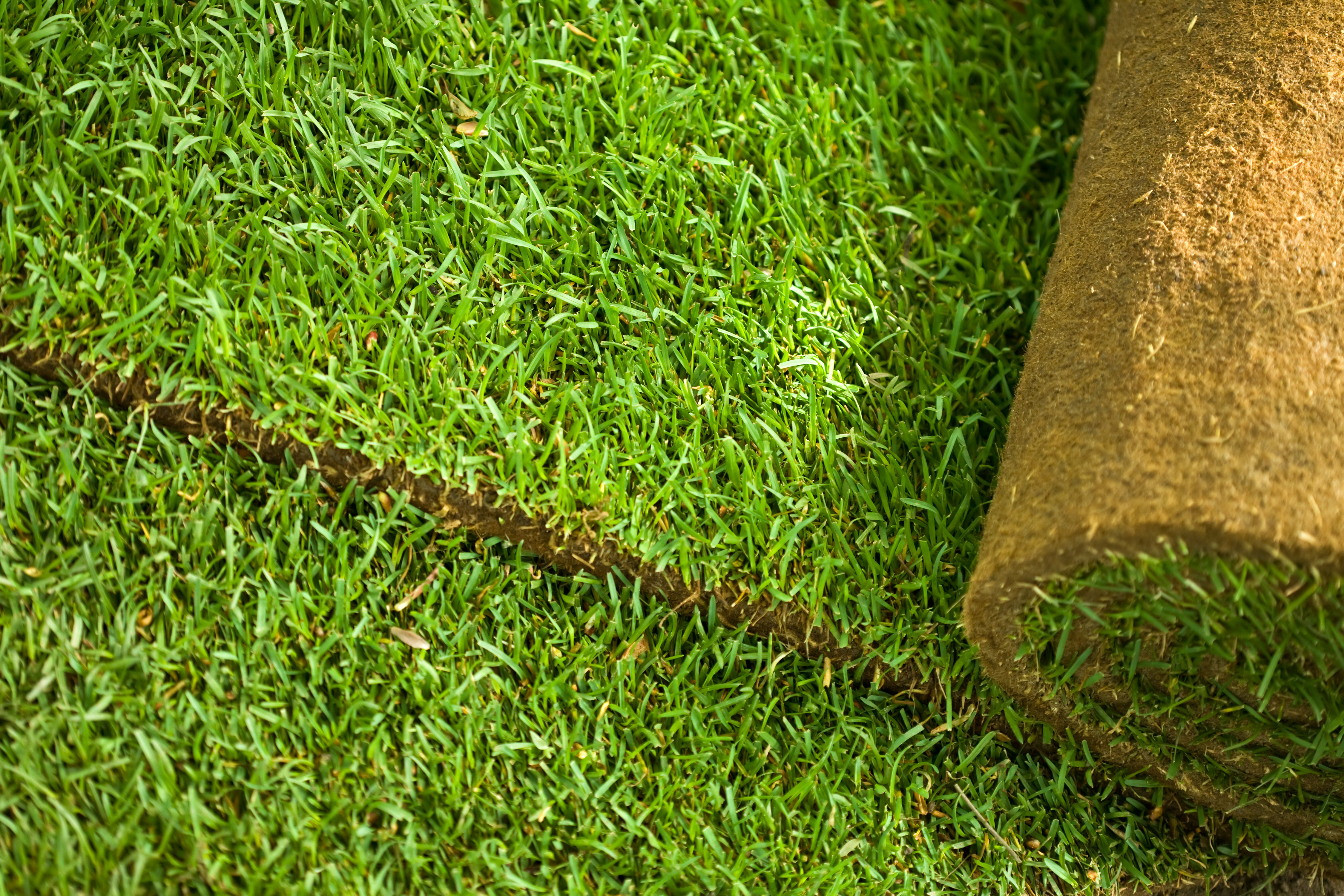 Bluegrass Sod 500 sq. ft Pallet