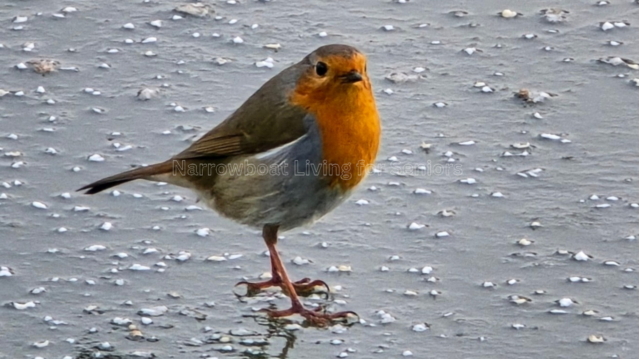 A4 photo print of a Robin in Landscape
