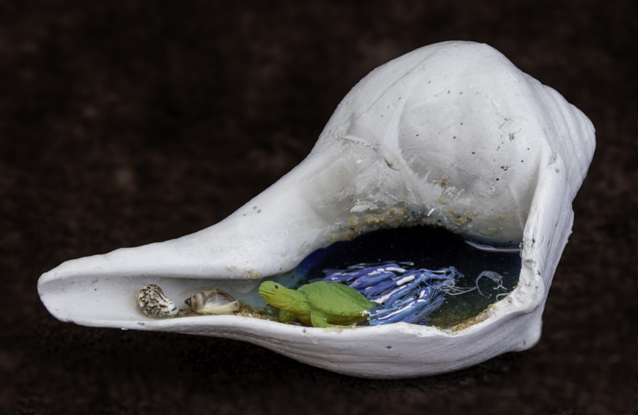 Whelk Shore Sanctuary