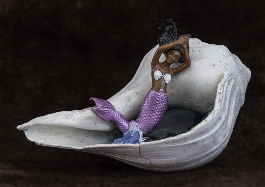 Sirena Tidepool Whelk