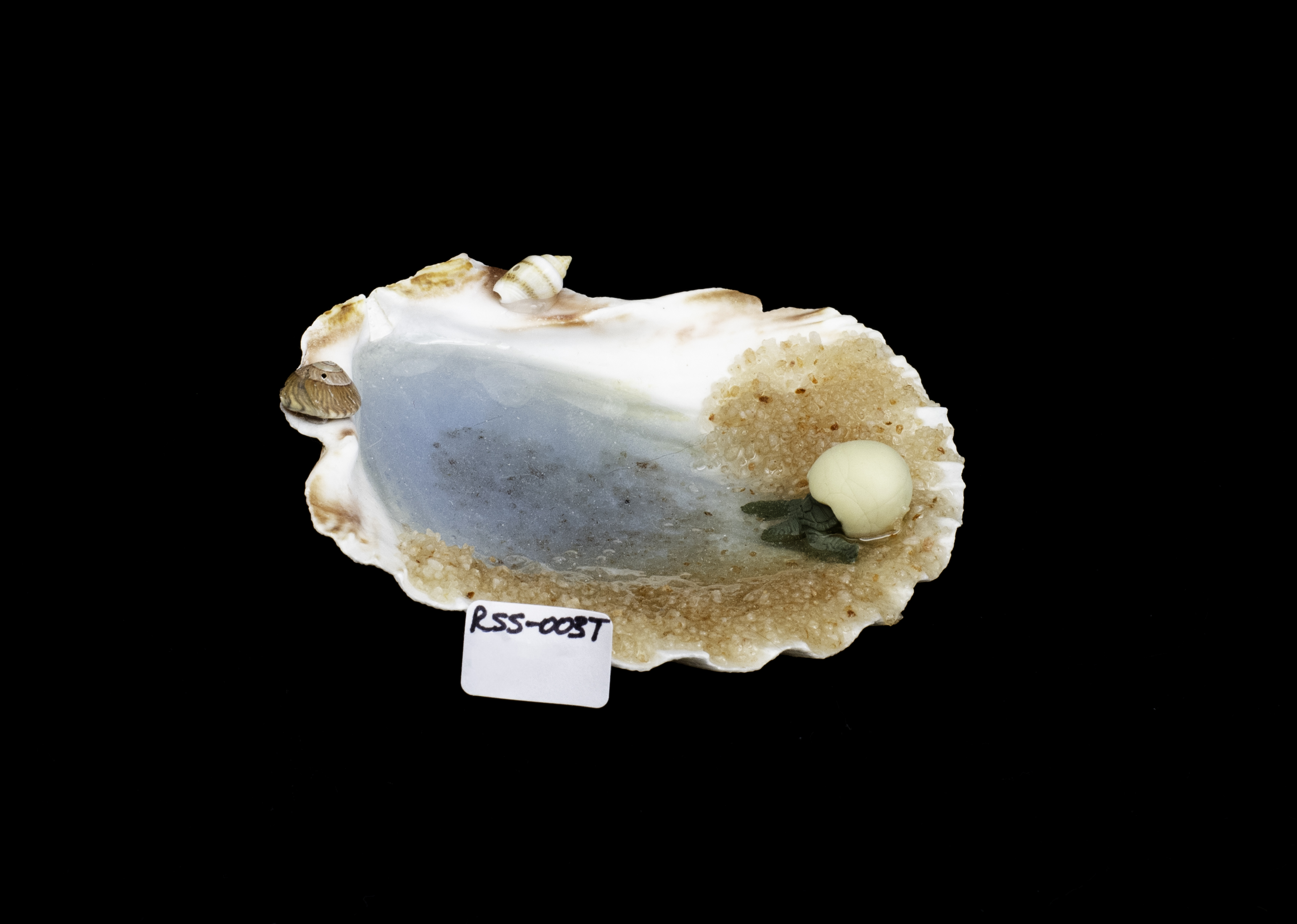 Baby Turtle at Shoreline