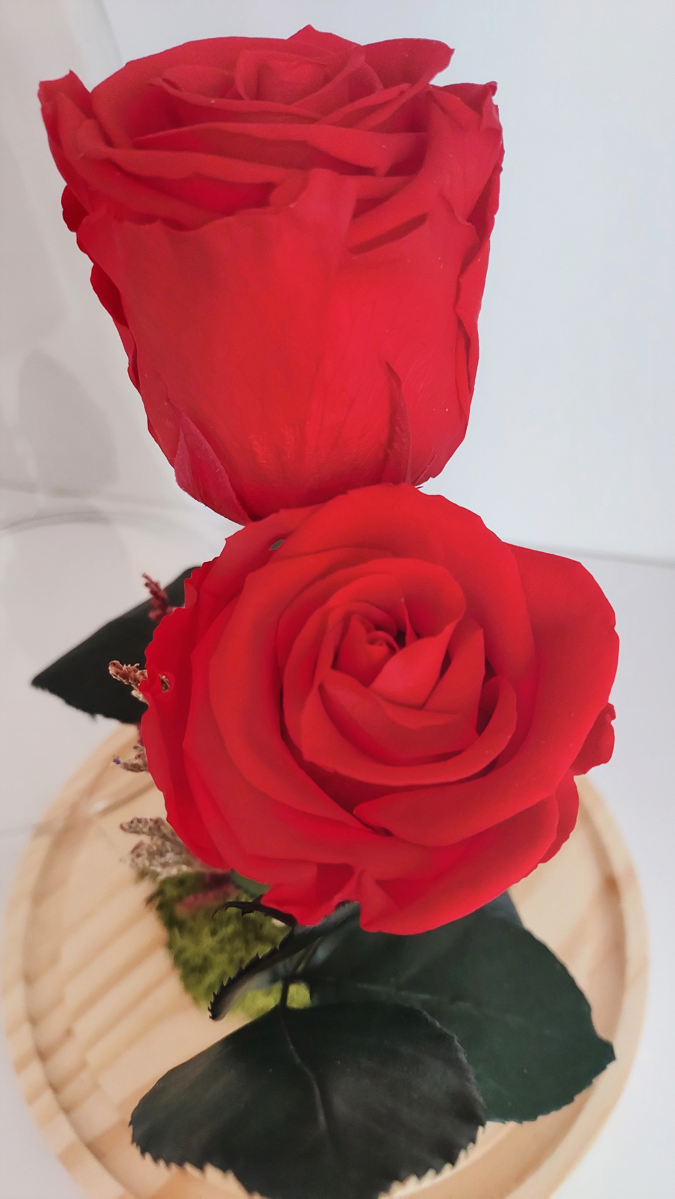 Cúpula 2 rosas eternas