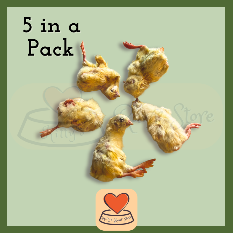  5 British Day Old Chicks 