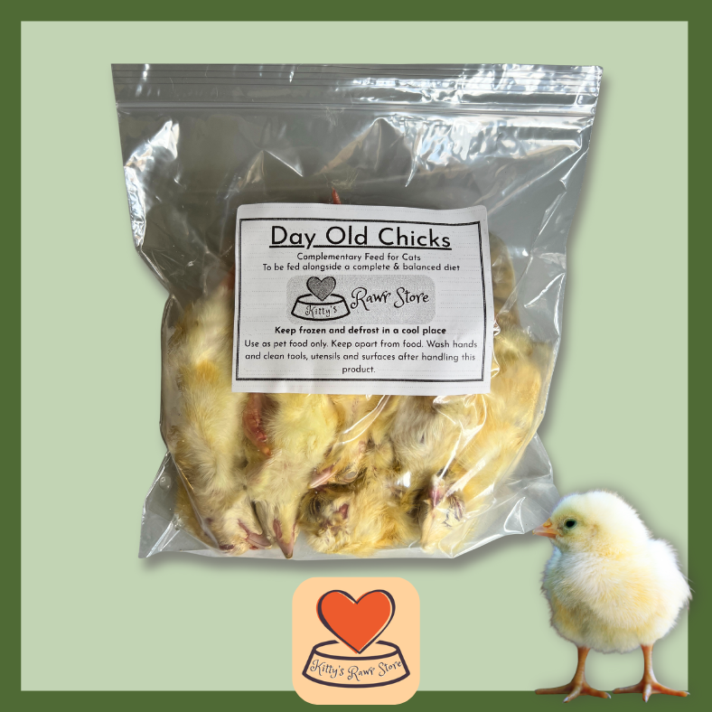  5 British Day Old Chicks 