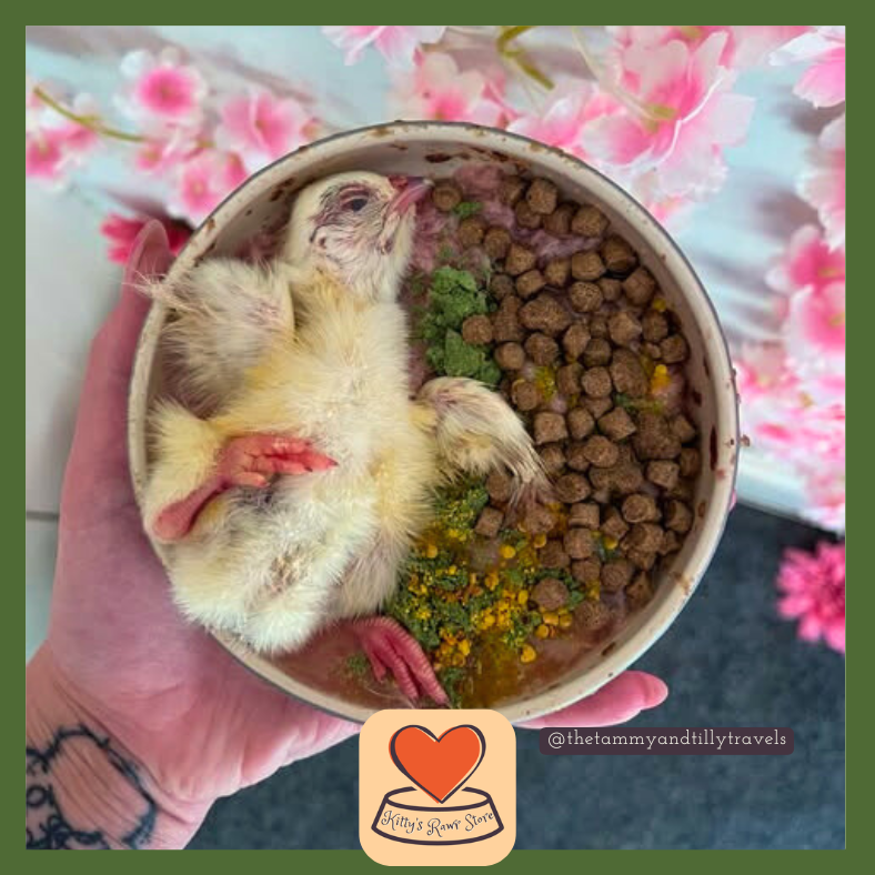  5 British Day Old Chicks 