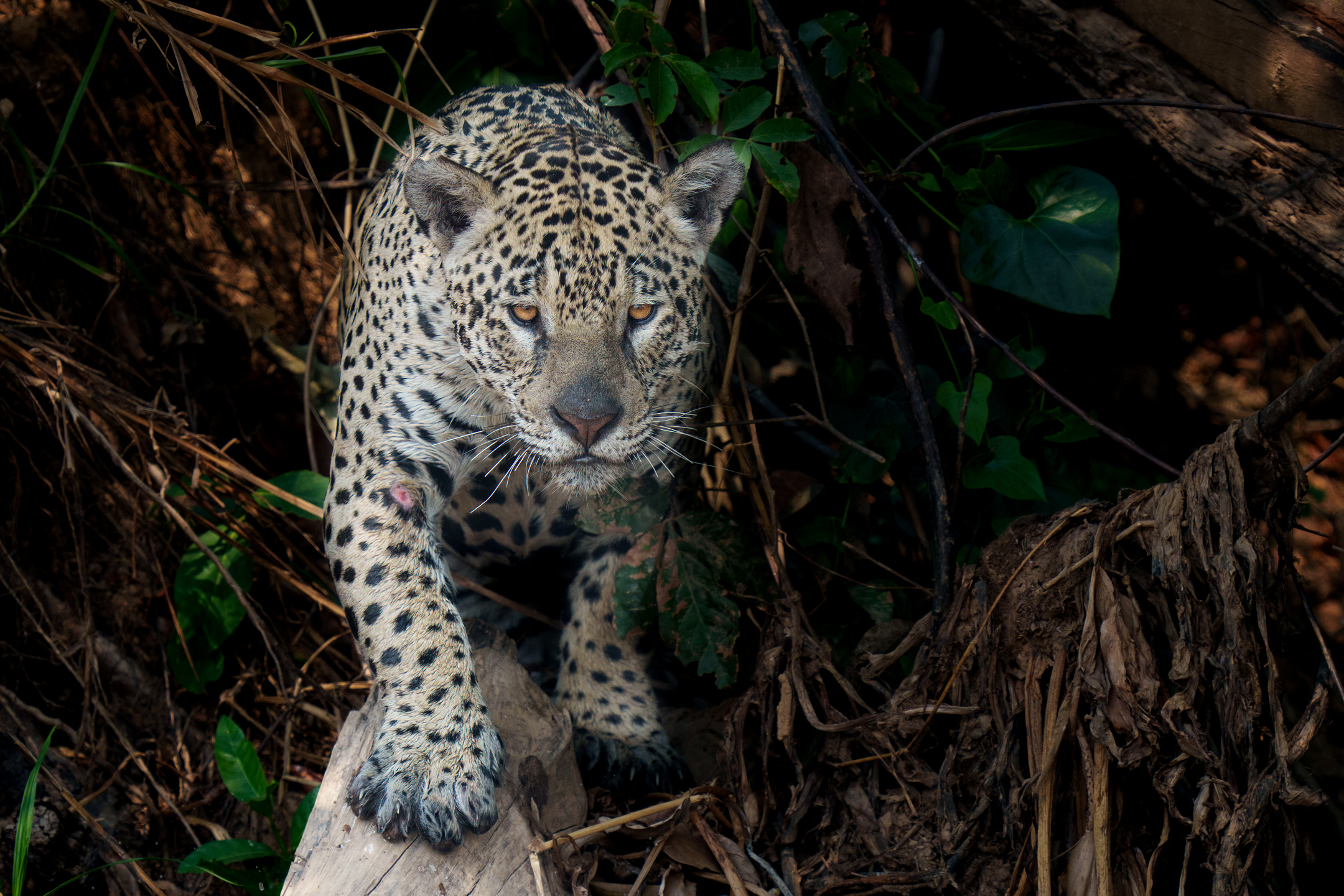 Jaguar, Pantanal, Brazil