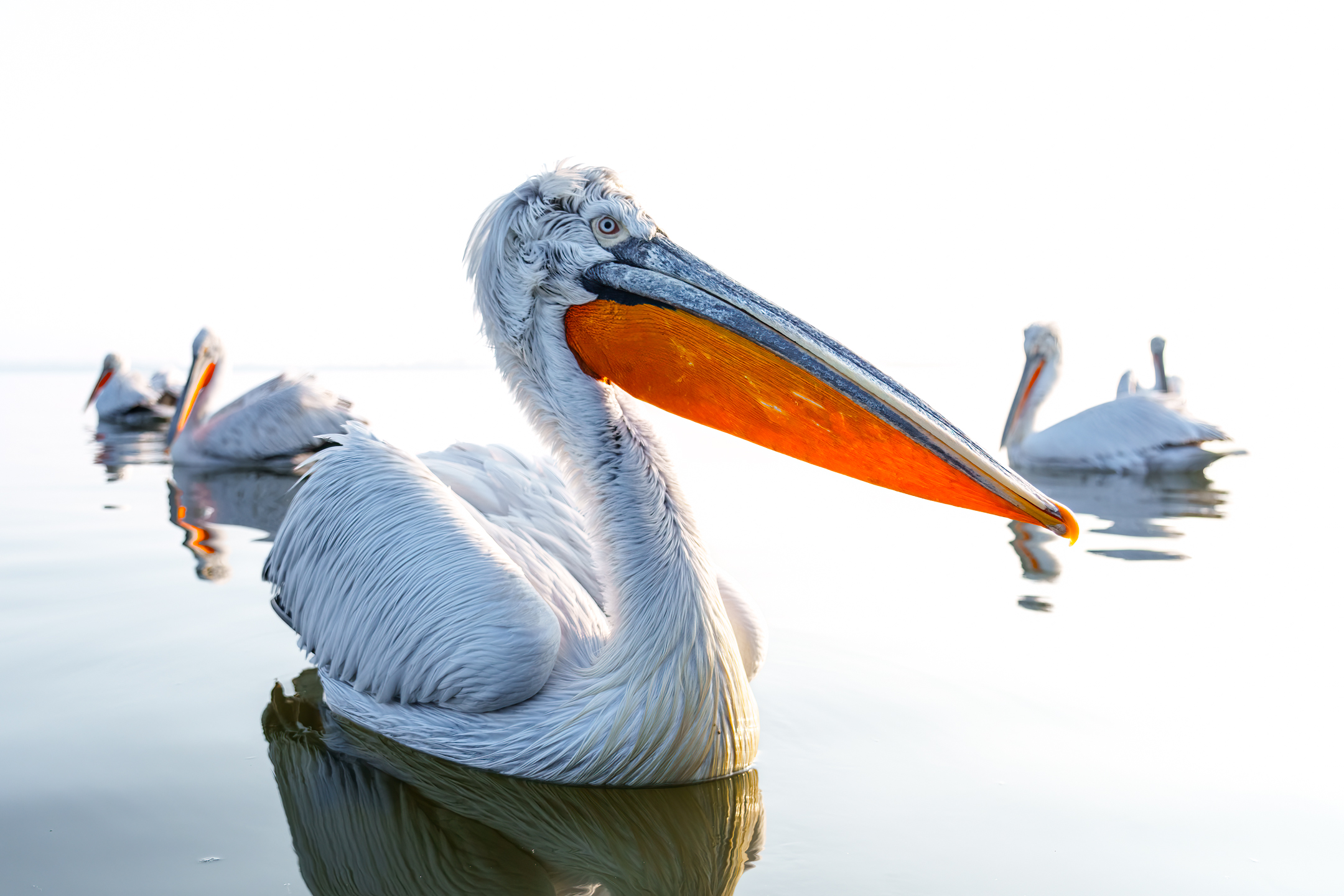Dalmatian Pelican, Greece