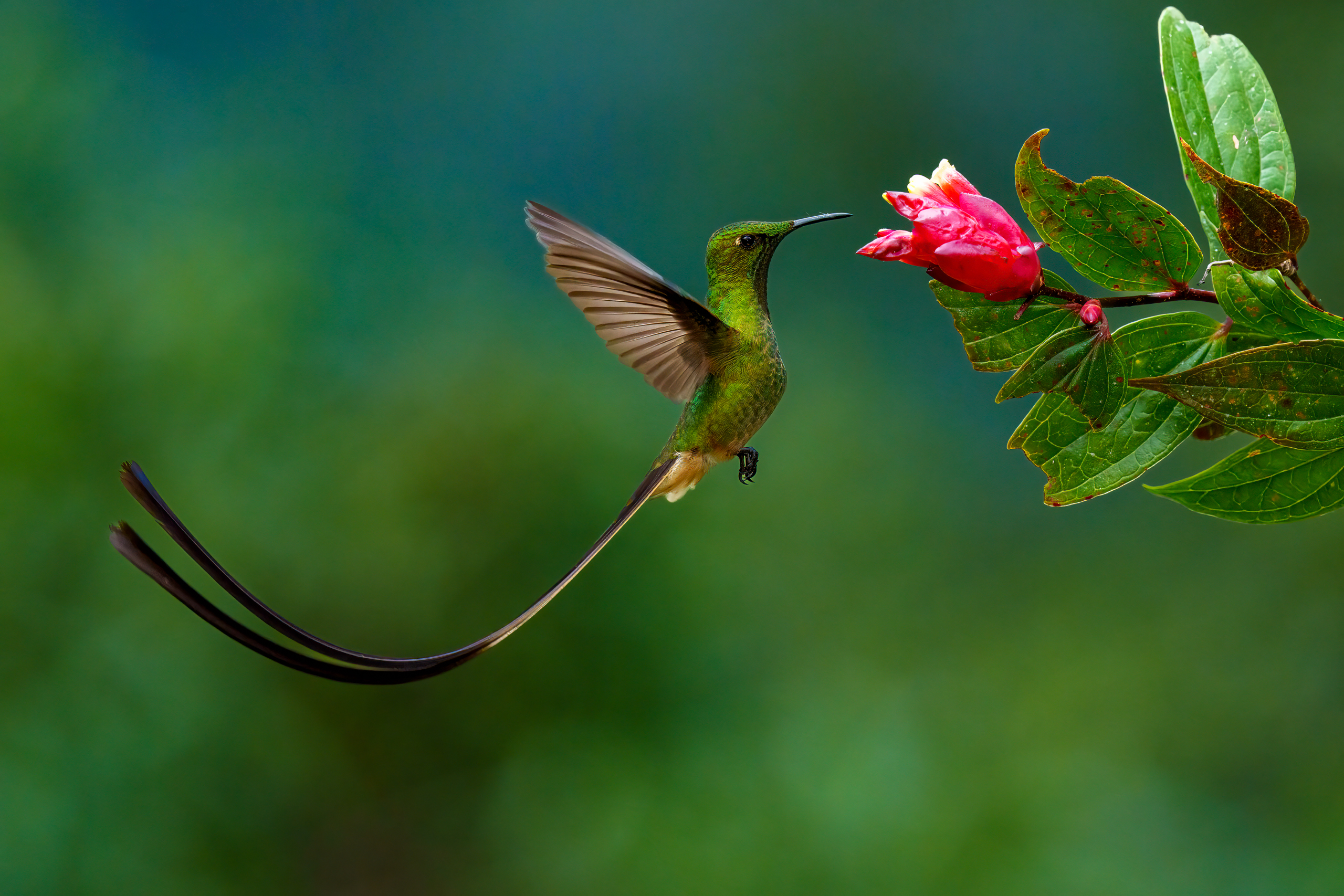 Black-tailed Trainbearer, Ecuador