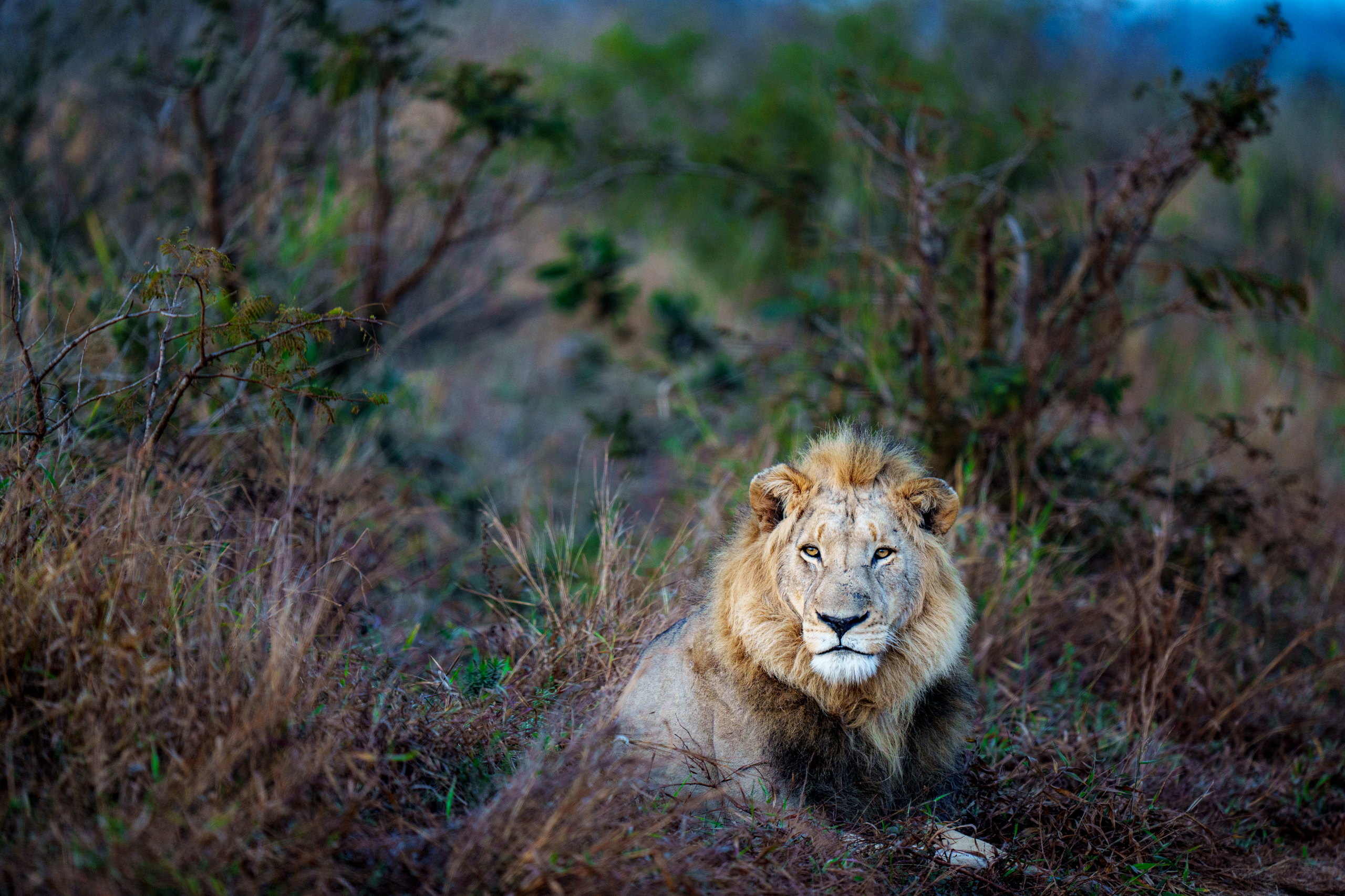 Lion, South Africa
