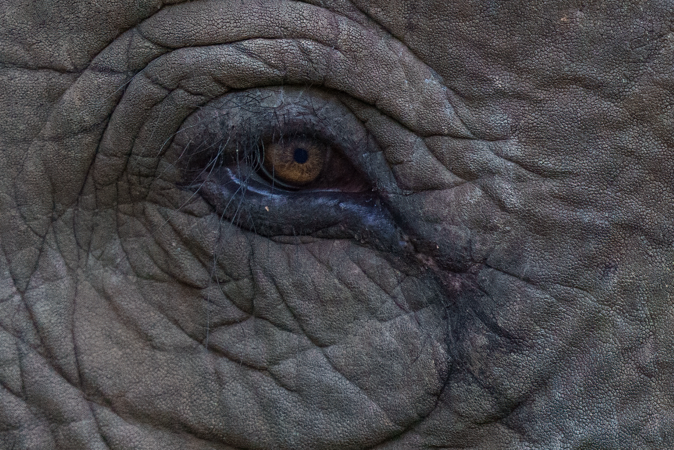 Asian Eelephant, Borneo