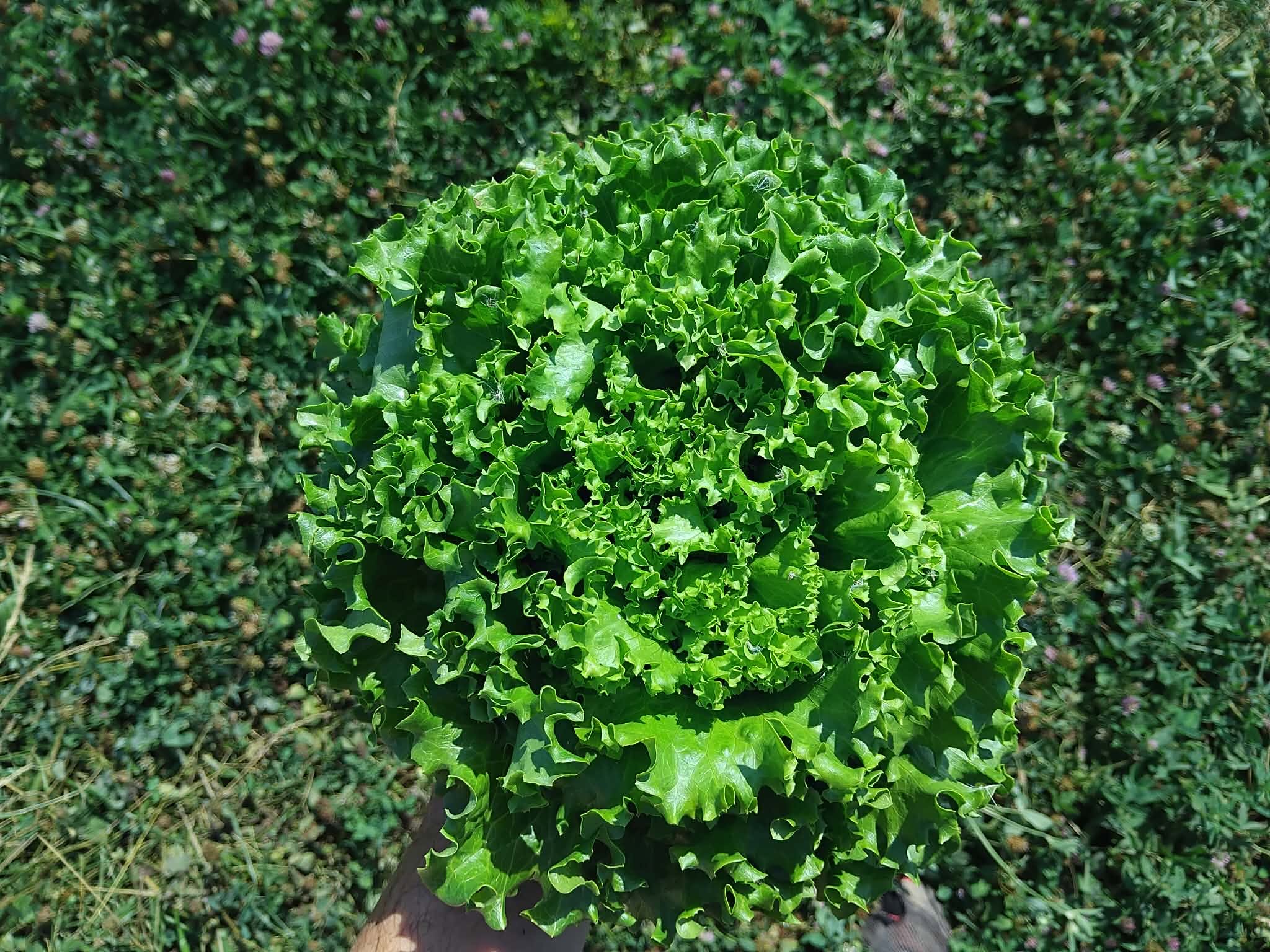 Batavia Verte